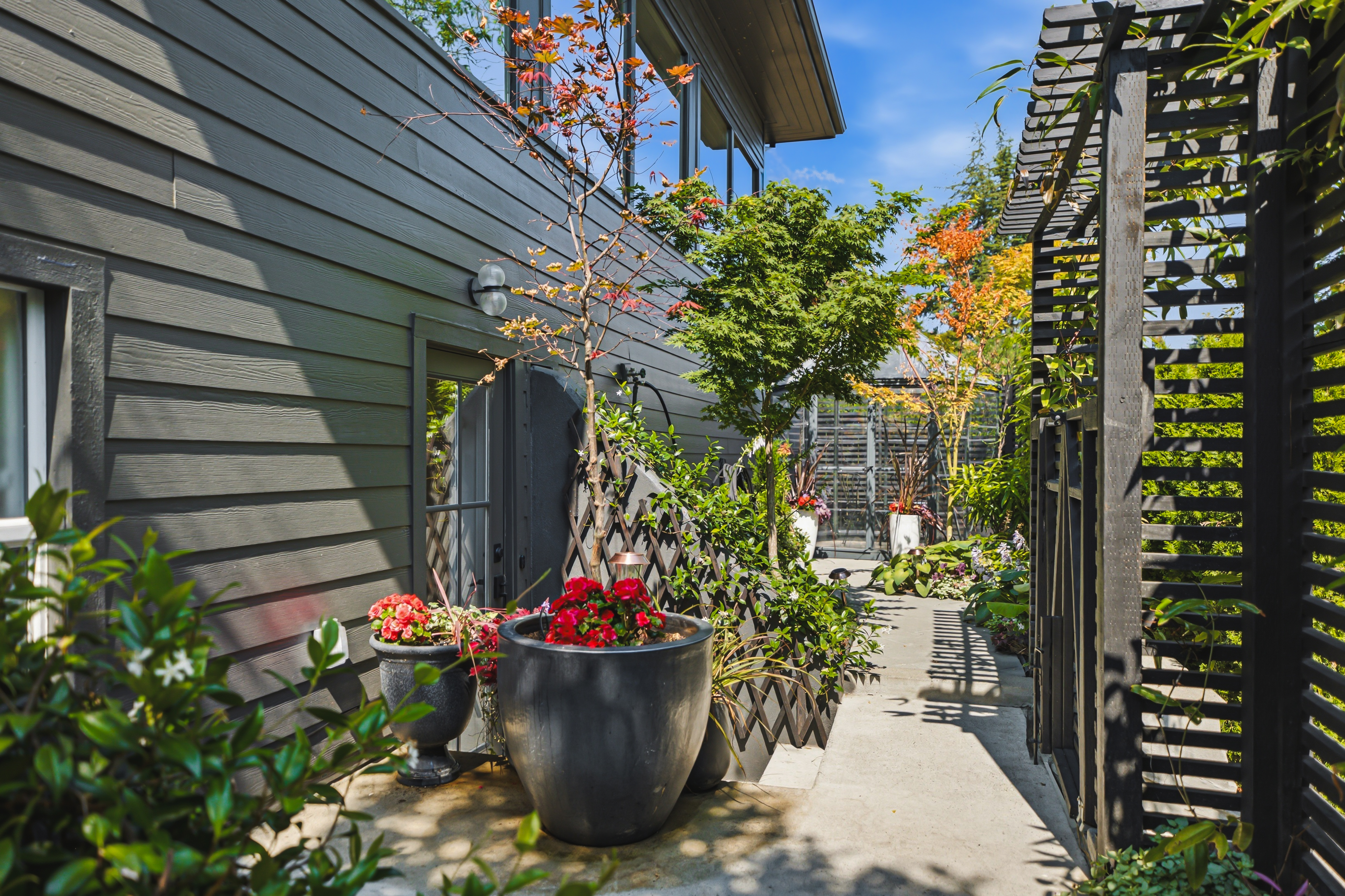 Courtyard path with Japanese maples and planted pots