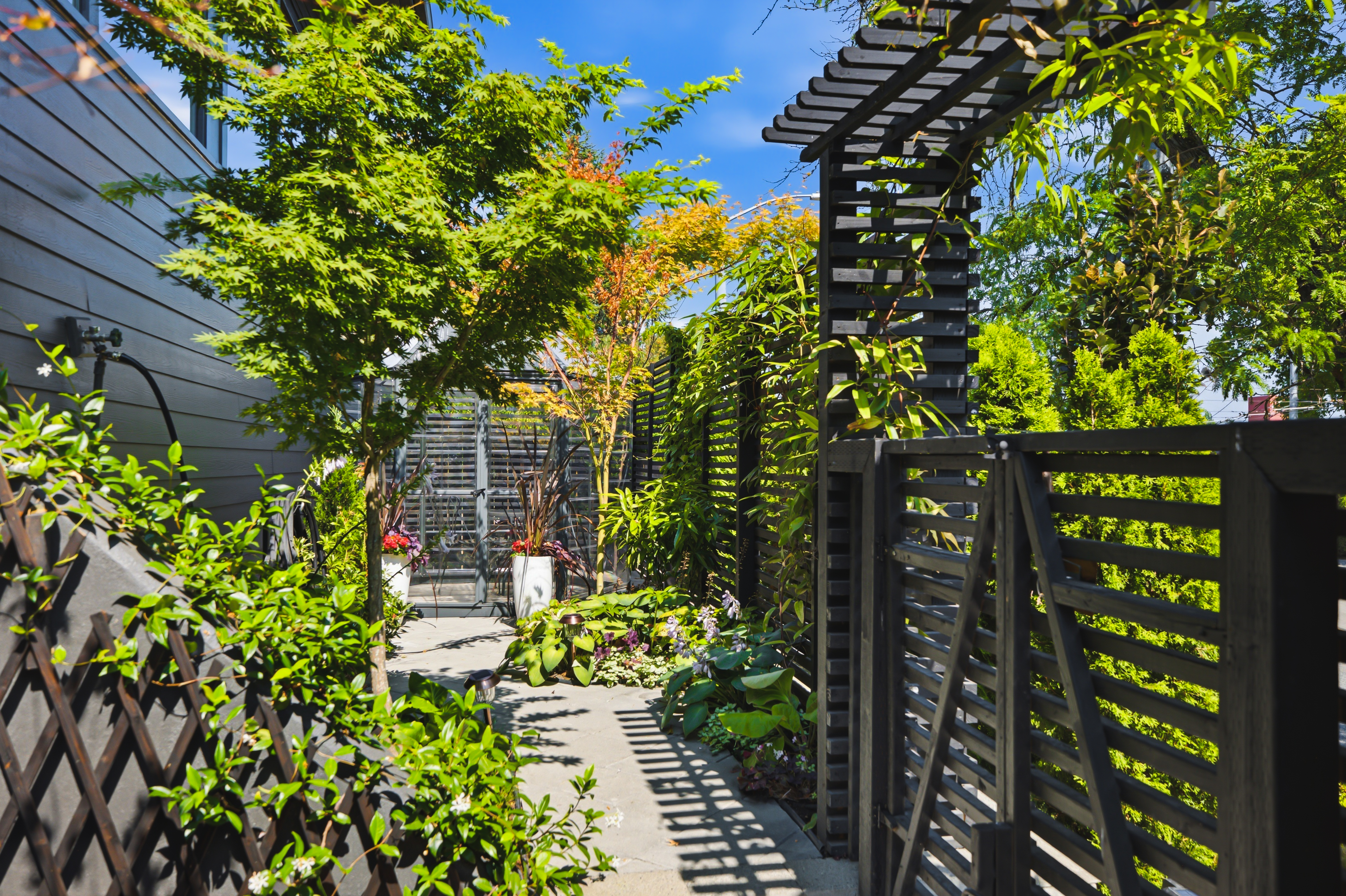 Courtyard with a gold Japanese maple against the cedar screens