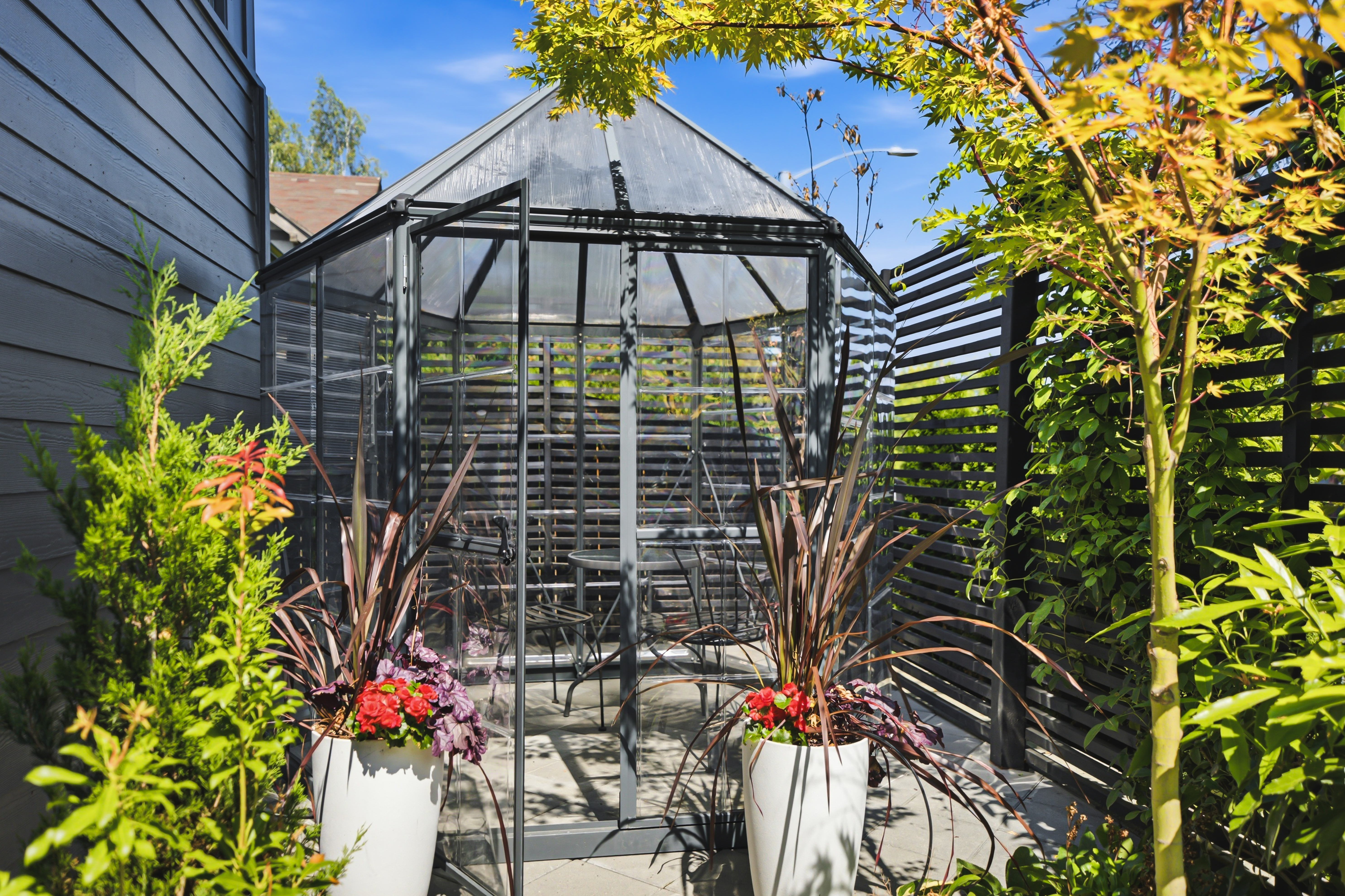 Greenhouse with New Zealand flax in planters and a gold Japanese maple