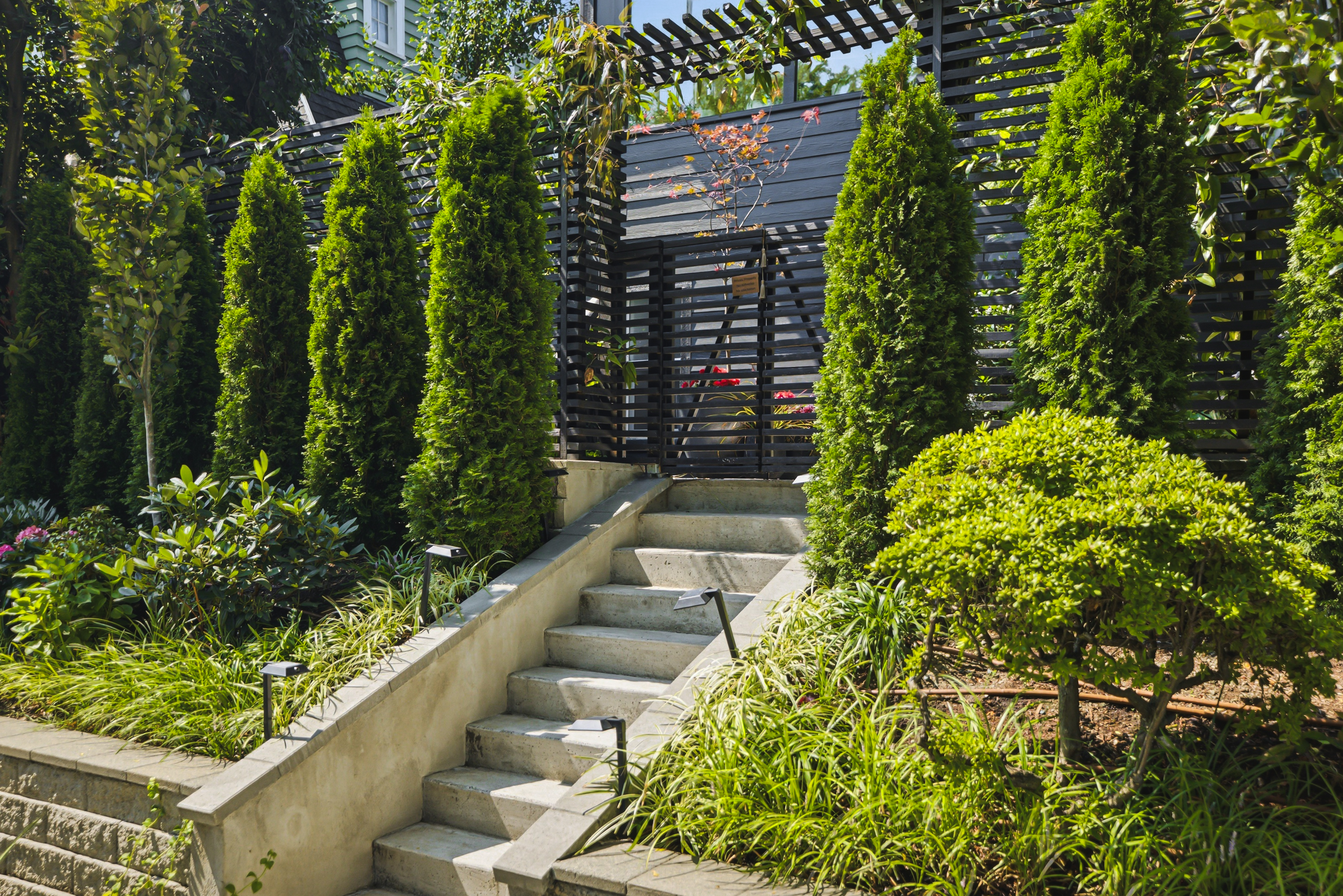 Row of emerald green arborvitae above terraced beds of mondo grass